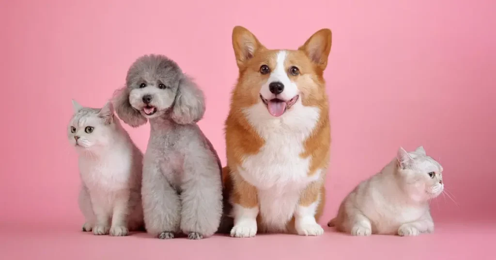 Marketing para Pet Shops e Clínicas Veterinárias: Estratégias para se Destacar